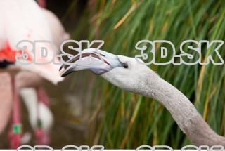 Head texture of gray flamingo 0017